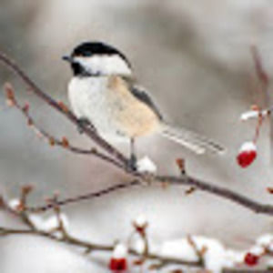 Meet your Posher, Trish